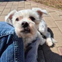 MELLY, Hund, Bichon à poil frisé-Mix in Wiefelstede - Bild 3