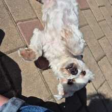 MELLY, Hund, Bichon à poil frisé-Mix in Wiefelstede - Bild 4