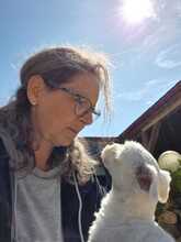 MELLY, Hund, Bichon à poil frisé-Mix in Wiefelstede - Bild 5