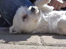 MELLY, Hund, Bichon à poil frisé-Mix in Wiefelstede - Bild 6