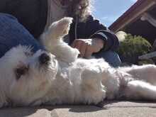 MELLY, Hund, Bichon à poil frisé-Mix in Wiefelstede - Bild 7