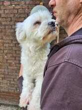 MELLY, Hund, Bichon à poil frisé-Mix in Wiefelstede - Bild 8
