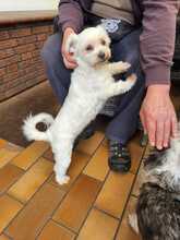 MELLY, Hund, Bichon à poil frisé-Mix in Wiefelstede - Bild 9