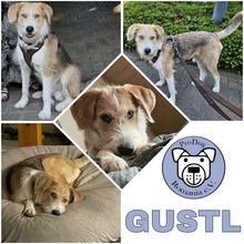 GUSTL, Hund, Mischlingshund in Rivenich - Bild 1