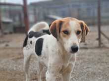 OLINA, Hund, Mischlingshund in Griechenland - Bild 1