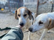 OLINA, Hund, Mischlingshund in Griechenland - Bild 2