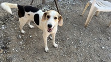 OLINA, Hund, Mischlingshund in Griechenland - Bild 3