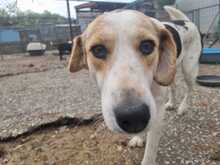 OLINA, Hund, Mischlingshund in Griechenland - Bild 4