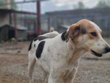 OLINA, Hund, Mischlingshund in Griechenland - Bild 5