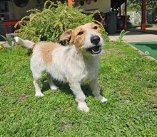 LAZAR, Hund, Mischlingshund in Ungarn - Bild 1