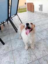 LAZAR, Hund, Mischlingshund in Ungarn - Bild 2