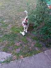 LAZAR, Hund, Mischlingshund in Ungarn - Bild 3
