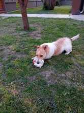 LAZAR, Hund, Mischlingshund in Ungarn - Bild 4