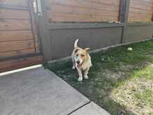 LAZAR, Hund, Mischlingshund in Ungarn - Bild 5