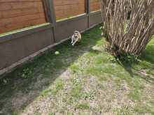 LAZAR, Hund, Mischlingshund in Ungarn - Bild 6