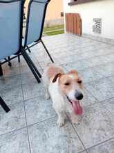 LAZAR, Hund, Mischlingshund in Ungarn - Bild 7