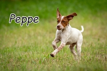 PEPPE, Hund, Mischlingshund in Herxheimweyher