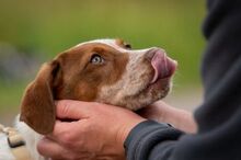 PEPPE, Hund, Mischlingshund in Herxheimweyher - Bild 2