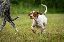 PEPPE, Hund, Mischlingshund in Herxheimweyher - Bild 4
