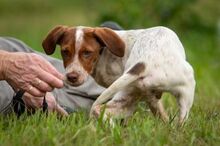 PEPPE, Hund, Mischlingshund in Herxheimweyher - Bild 5