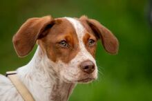 PEPPE, Hund, Mischlingshund in Herxheimweyher - Bild 6