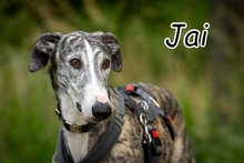 JAI, Hund, Galgo Español in Herxheimweyher