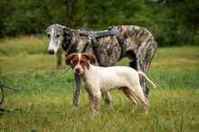 JAI, Hund, Galgo Español in Herxheimweyher - Bild 2