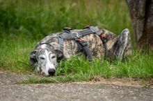 JAI, Hund, Galgo Español in Herxheimweyher - Bild 4