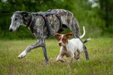 JAI, Hund, Galgo Español in Herxheimweyher - Bild 5
