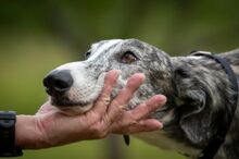 JAI, Hund, Galgo Español in Herxheimweyher - Bild 6