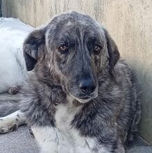 MAX, Hund, Herdenschutzhund in Bad Oeynhausen - Bild 1