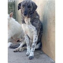 MAX, Hund, Herdenschutzhund in Bad Oeynhausen - Bild 2