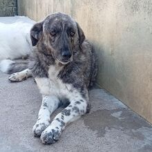 MAX, Hund, Herdenschutzhund in Bad Oeynhausen - Bild 3