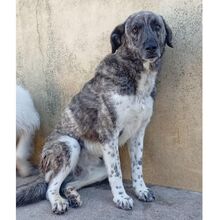 MAX, Hund, Herdenschutzhund in Bad Oeynhausen - Bild 4