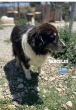 HERCULES, Hund, Mischlingshund in Griechenland - Bild 1