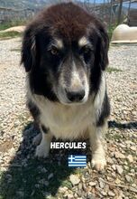 HERCULES, Hund, Mischlingshund in Griechenland - Bild 2
