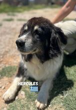 HERCULES, Hund, Mischlingshund in Griechenland - Bild 3