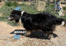HERCULES, Hund, Mischlingshund in Griechenland - Bild 5