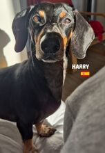 HARRY, Hund, Dackel in Spanien - Bild 1