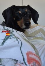HARRY, Hund, Dackel in Spanien - Bild 2