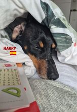HARRY, Hund, Dackel in Spanien - Bild 4
