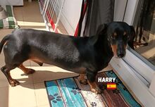 HARRY, Hund, Dackel in Spanien - Bild 5