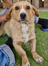 JONTE, Hund, Mischlingshund in Rumänien - Bild 1