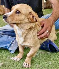 JONTE, Hund, Mischlingshund in Rumänien - Bild 10