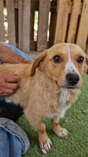 JONTE, Hund, Mischlingshund in Rumänien - Bild 11