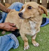 JONTE, Hund, Mischlingshund in Rumänien - Bild 12