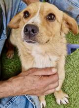 JONTE, Hund, Mischlingshund in Rumänien - Bild 14