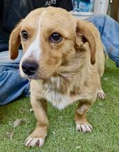 JONTE, Hund, Mischlingshund in Rumänien - Bild 2