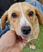 JONTE, Hund, Mischlingshund in Rumänien - Bild 3