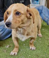 JONTE, Hund, Mischlingshund in Rumänien - Bild 4